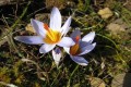 Cyprus flora