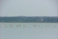 Limassol Salt Lake, Cyprus