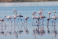 Limassol Salt Lake, Cyprus