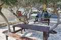 Golden Donkeys Farm - Skarinou, Larnaca, Cyprus