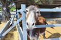 Golden Donkeys Farm - Skarinou, Larnaca, Cyprus