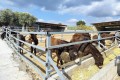 Golden Donkeys Farm - Skarinou, Larnaca, Cyprus