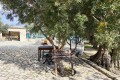 Golden Donkeys Farm - Skarinou, Larnaca, Cyprus