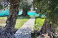 Golden Donkeys Farm - Skarinou, Larnaca, Cyprus