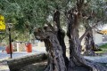 Golden Donkeys Farm - Skarinou, Larnaca, Cyprus