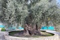 Golden Donkeys Farm - Skarinou, Larnaca, Cyprus