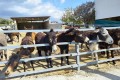 Golden Donkeys Farm - Skarinou, Larnaca, Cyprus