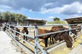 Golden Donkeys Farm - Skarinou