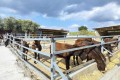 Golden Donkeys Farm - Skarinou, Larnaca, Cyprus
