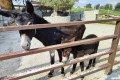 Golden Donkeys Farm - Skarinou, Larnaca, Cyprus