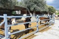 Golden Donkeys Farm - Skarinou, Larnaca, Cyprus
