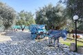 Golden Donkeys Farm - Skarinou, Larnaca, Cyprus