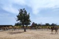 Mazotos Camel Park, Larnaca, Cyprus
