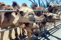 Mazotos Camel Park, Larnaca, Cyprus