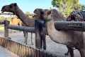 Mazotos Camel Park, Larnaca, Cyprus