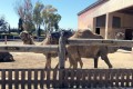 Mazotos Camel Park, Larnaca, Cyprus