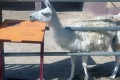 Mazotos Camel Park, Larnaca, Cyprus