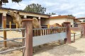Mazotos Camel Park, Larnaca, Cyprus