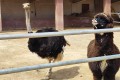 Mazotos Camel Park, Larnaca, Cyprus