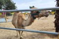 Mazotos Camel Park, Larnaca, Cyprus
