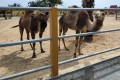 Mazotos Camel Park, Larnaca, Cyprus