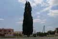 Perennial Trees of Nissou, Nicosia, Cyprus