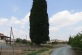 Perennial Trees of Nissou, Nicosia, Cyprus