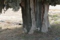 Perennial Trees of Nissou, Nicosia, Cyprus