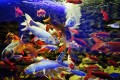 Protaras Ocean Aquarium, Famagusta, Cyprus