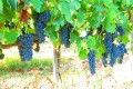 Fikardos Winery, Paphos, Cyprus