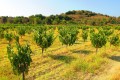 Fikardos Winery, Paphos, Cyprus