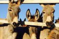 golden donkeys farm cyprus