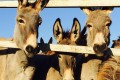 Golden Donkeys Farm - Skarinou, Larnaca, Cyprus