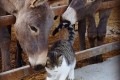 Golden Donkeys Farm - Skarinou, Larnaca, Cyprus
