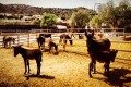 Golden Donkeys Farm - Skarinou, Larnaca, Cyprus