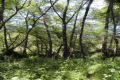 Kakopetria Forest, Nicosia, Cyprus