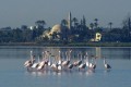 Larnaca Salt Lake, Cyprus