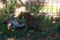 Limassol Zoo, Cyprus