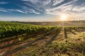 Makkas Winery, Paphos, Cyprus