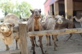 Mazotos Camel Park, Larnaca, Cyprus