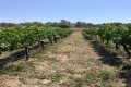 Nicolaides Winery - Anogyra, Limassol, Cyprus