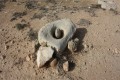 Nissia Neolithic Settlement, Famagusta, Cyprus