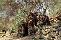 Perennial Olive Tree - Xyliatos, Nicosia, Cyprus