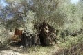 Perennial Olive Tree - Xyliatos, Nicosia, Cyprus