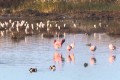 Oroklini Lake, Larnaca, Cyprus