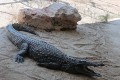 Paphos Zoo, Cyprus
