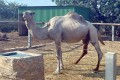 Paphos Zoo, Cyprus