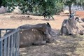 Paphos Zoo, Cyprus