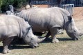 Paphos Zoo, Cyprus