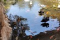 Paphos Zoo, Cyprus